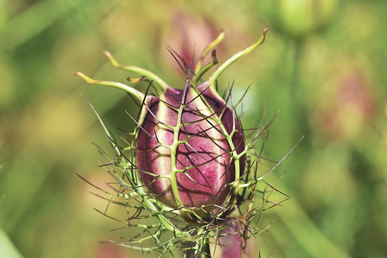 How to Start a Garden from Seed